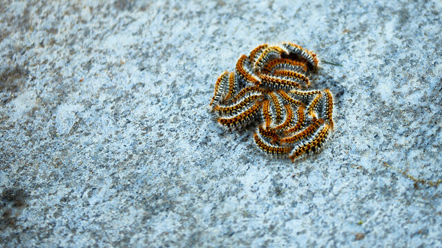 Oruga procesionaria