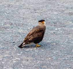 pheasant bird