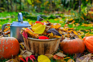 Autumn garden work. Colorful autumn leaves and pumpkins in the garden.