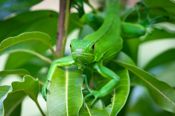 An Iguana in a mango tree in a garden looking at the camera.