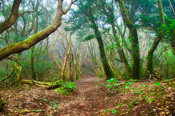 Lights and shadows among the laurisilva of the Anaga mountain range forest
