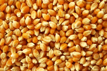 Close up of popcorn seeds