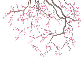 A branch of cherry blossoms on a white background with pale pink flowers. Mural art, murals, mural for interior printing.