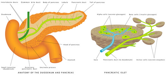 Pancreaticobiliary System. Structure and Function of the Pancreaticobiliary System. Pancreas and duodenum location. The islets of Langerhans are responsible for endocrine function of pancreas - obrazy, fototapety, plakaty