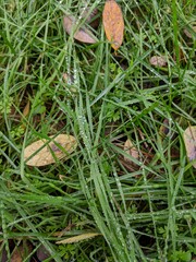 green moss on the ground