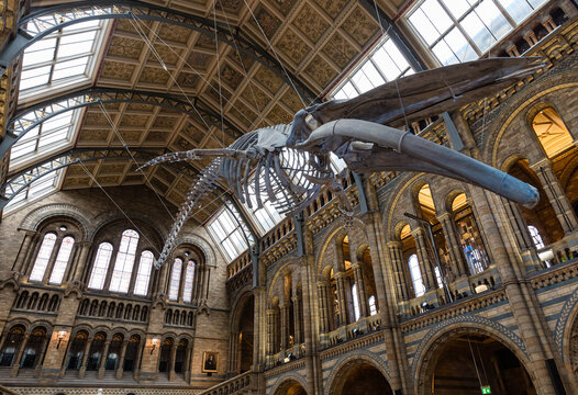 London, UK: Blue Whale  In The Natural History Museum 