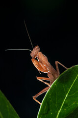 European dwarf mantis (Ameles spallanzania) on black background, Italy.