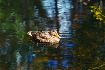 The female mallard duck on the water in the wild. Brown duck swimming on the lake. Waterfowl bird close up.