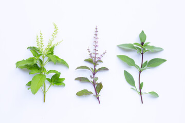 Holy basil with sweet basil leaves and flower on white background.