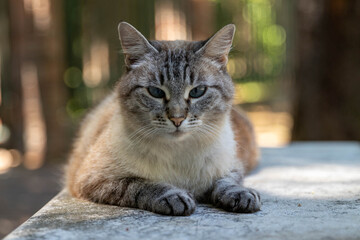 Chat a Venise sur un banc dans un parc public