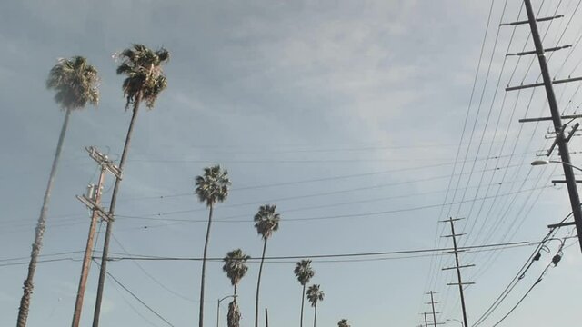 Palm Trees and Telephone Wires Line the Street, Blue Sky, Camera Tilt Up, Car Driving