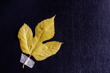 Creative multitasking background with fallen leaf and duct tape on black background.