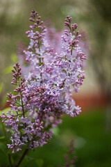 Fototapeta premium A large branch with spring flowers of lilac, close-up.