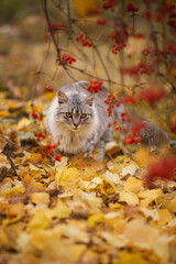 Autumn photo of a gray cat on a background of red berries.