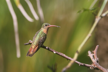 Costa Rica hummingbird on a branch