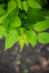 Obraz premium A branch of green leaves, early spring, everything is blooming. Close-up, top view.