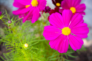 Obraz premium 鮮やかなピンクの花