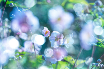 anemone flowers and bokeh background