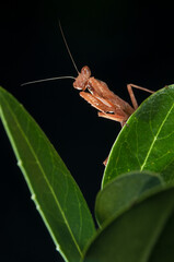 European dwarf mantis (Ameles spallanzania) on black background, Italy.