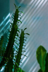 Succulents with green leaves on aqua blue background. Low key modern style texture natural shadows, rays of sunlights on wall. Madagascar Jewel or Euphorbia leuconeura home plant in pot on windowsill.