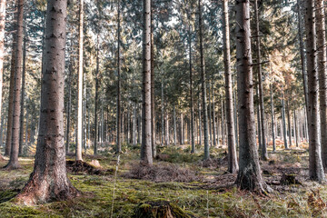 Obraz premium Arboles en un bosque en Dinamarca en otoño - Trees in a forest in Denmark in autumn