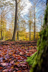 Hojas secas en el bosque en otoño - Dry leaves in the forest in autumn