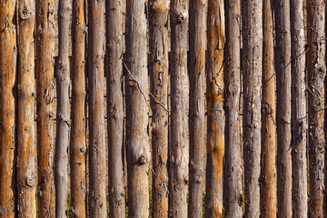 Wooden fence. Wooden trunks. A row of wooden posts. Wood texture. Wood trunk surface texture. Surface of wooden branches