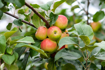 Red ripe apples on a branch on a sunny day. Selective focus