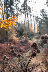 Planta y frutos secos en un bosque en otoño - Plant and nuts in a forest in autumn