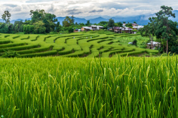 Pa​ Bong​ Piang​ Rice Terraces​ at Pa Bong Piang village in Mae Cham, Chiangmai, Thailand.