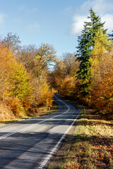 Fototapeta premium Ruta, carretera en el medio del bosque en otoño en Dinamarca - Path, road in the middle of the forest in autumn in Denmark