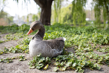 Goose resting in the sand of a park