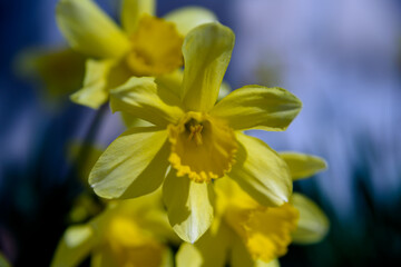 Obraz na płótnie Canvas yellow flower in spring