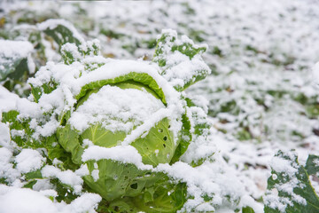 Snow lies on a green head of cabbage. The arrival of winter. Harvesting in agriculture.