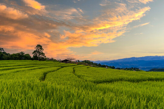 landscape view of green terraced plantation paddy rice field in Pa Pong Pieng , Mae Chaem, Chiang Mai, Thailand on sunset time.
