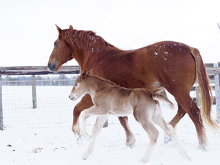 Mare and Foal