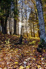 Bosque en otoño - Forest in Autumn