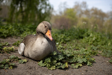 Goose resting in the sand of a park
