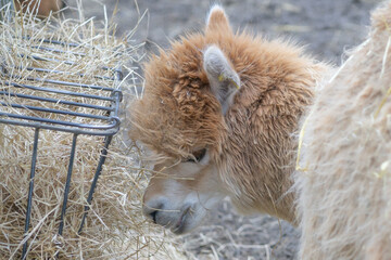 Alpaca Covered In Straw Feeding
