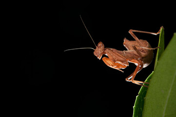 European dwarf mantis (Ameles spallanzania) on black background, Italy.