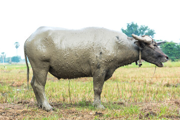 Fototapeta premium The life of buffalo in countryside