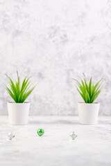 Collection of various small succulents and natural plants in token pots or glass vases stand on a light background.