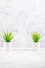 Collection of various small succulents and natural plants in token pots or glass vases stand on a light background.