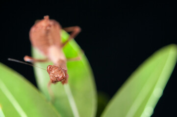 European dwarf mantis (Ameles spallanzania) on black background, Italy.