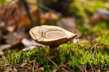 Rezerwat im. Króla Jana Sobieskiego © Damiano