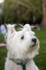 West Highland White Terrier sit in the grass