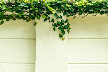 Green climber plant on white plaster wall.