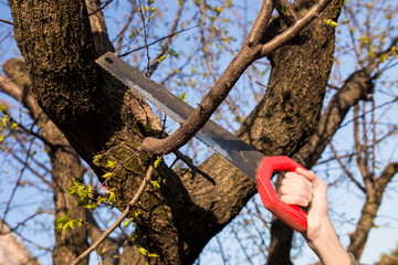 Closeup of a branch on a tree with a saw.
