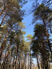 Autumn trees against the background of the sky. Amazing autumn scene. Nature background