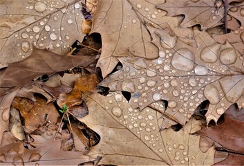Autumn leaves on the ground with waterdrops texture background